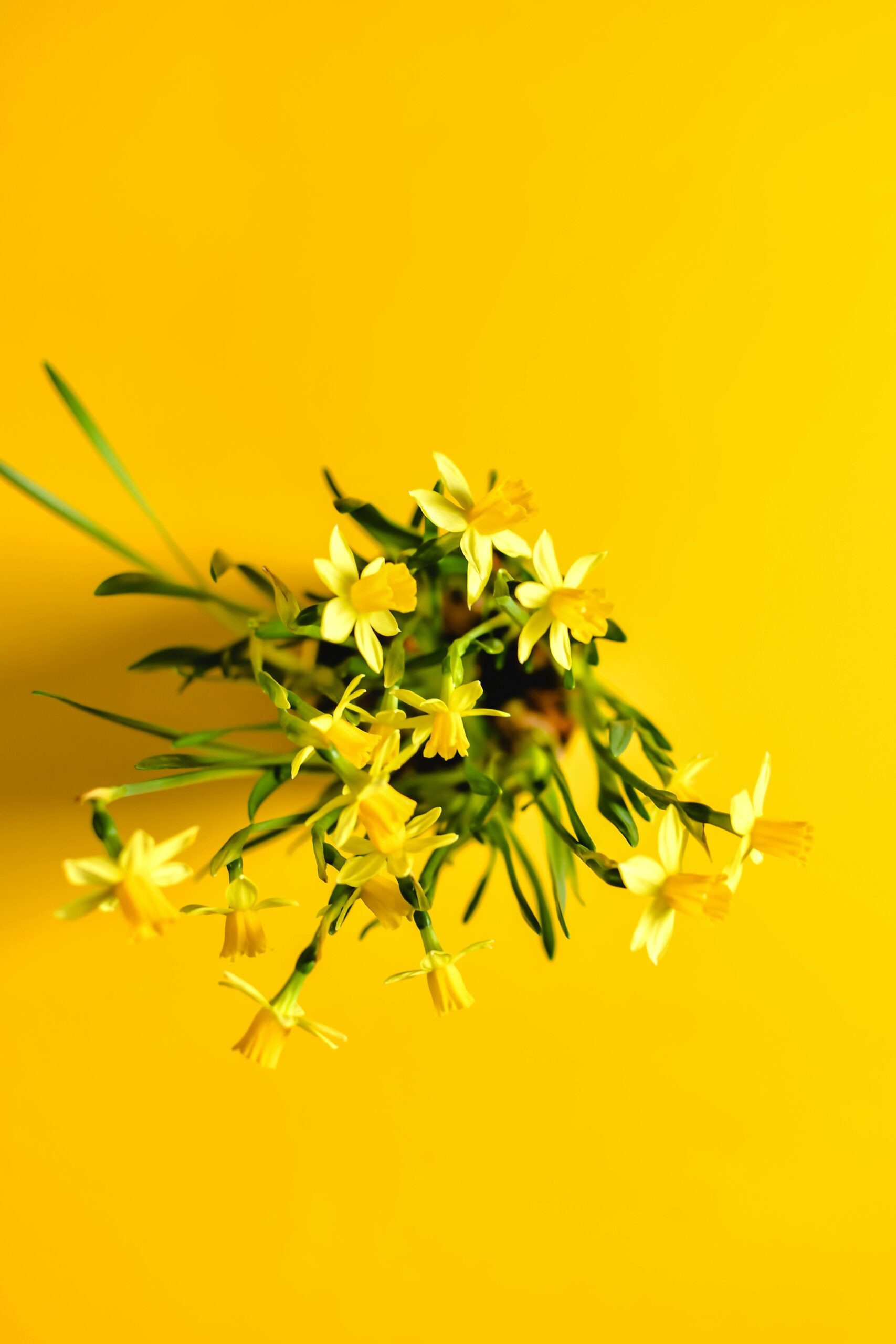 A striking bouquet of yellow flowers against a matching yellow background, capturing the essence of spring.